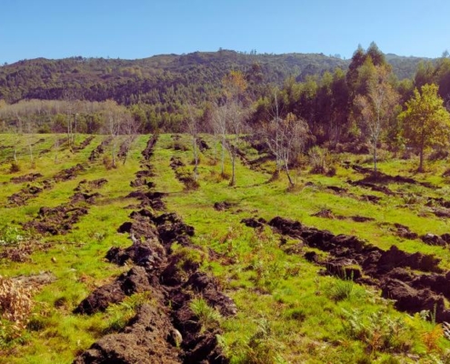 Amiblu reforesta el bosque de Borela con Co2 Revolution