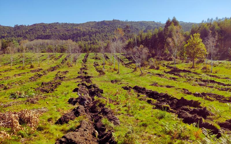 Amiblu reforesta el bosque de Borela con Co2 Revolution