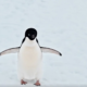 Amiblu indentity video penguin