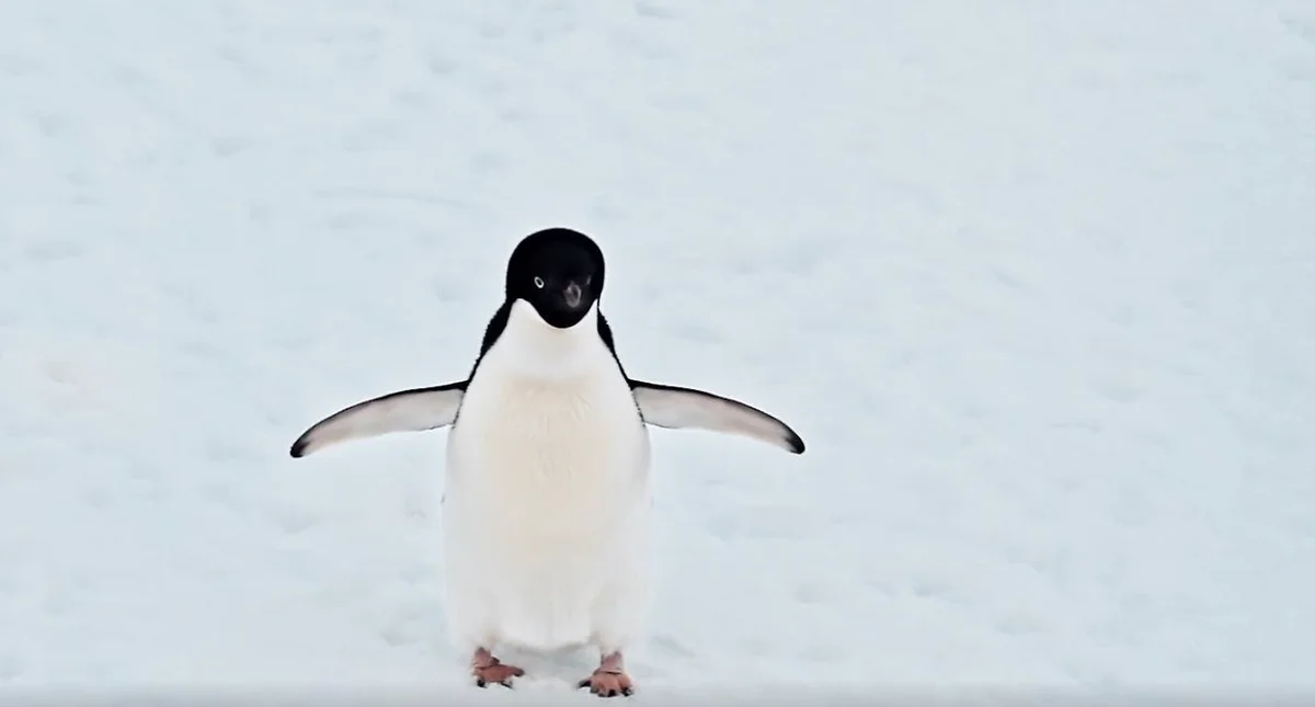 Amiblu indentity video penguin